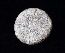 Paracycloseris cf. elizabethae WELLS 1934 - Bild © FossNet FossilienStore